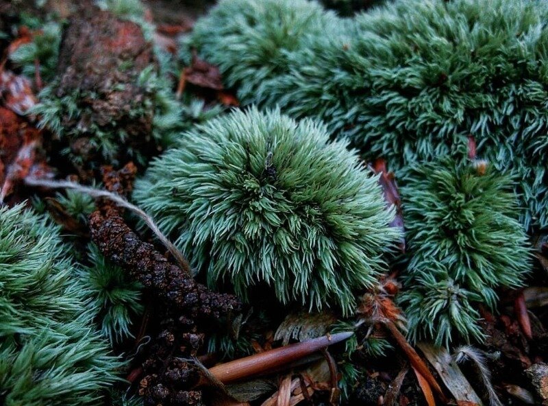 Источник фото https://www.instagram.com/p/ByQz_YTo-VZ/