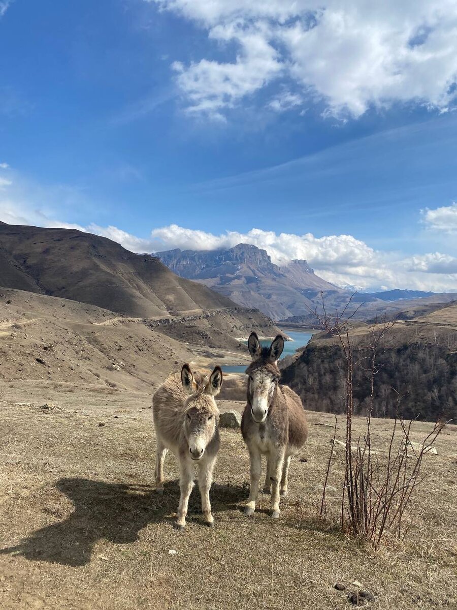 Ослики у озера Гижгит, КБР