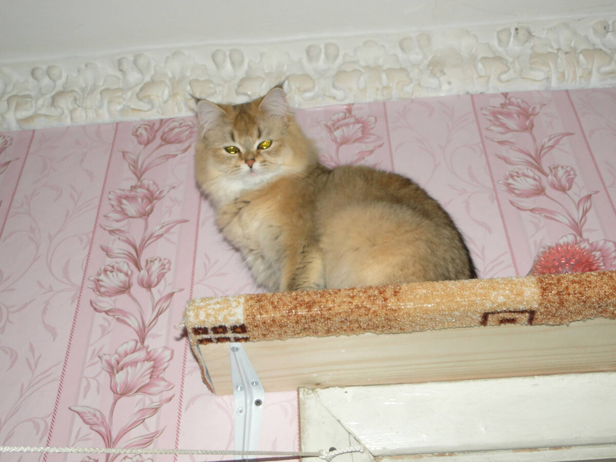 Кошка на полке