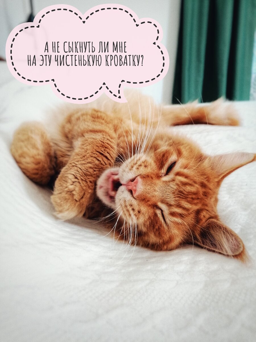 Почему кот гадит на кровать? 