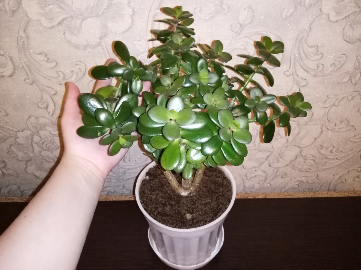 Вот он - мой первенец. Появился у меня совсем маленьким череночком.