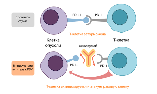 Раздел VI. Опухоли