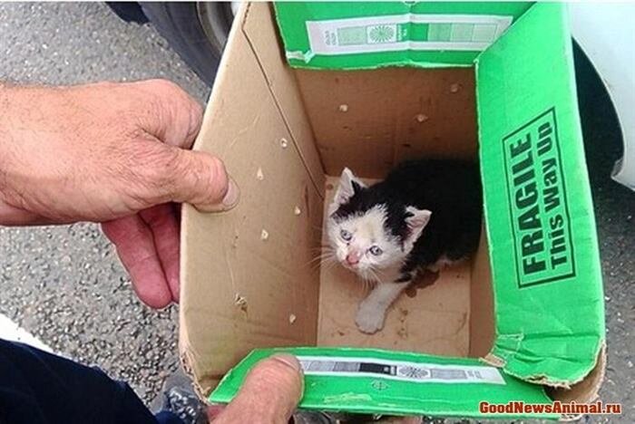 Котик. Источник фото: https://koteiki.com/kotenok-iz-furgona/