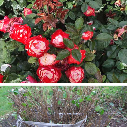 Реабилитация роз после зимовки