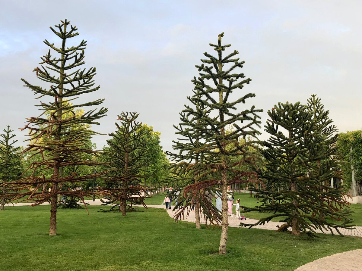Странного вида ели в краснодарском парке Галицкого оказались вовсе не елями. Фото автора