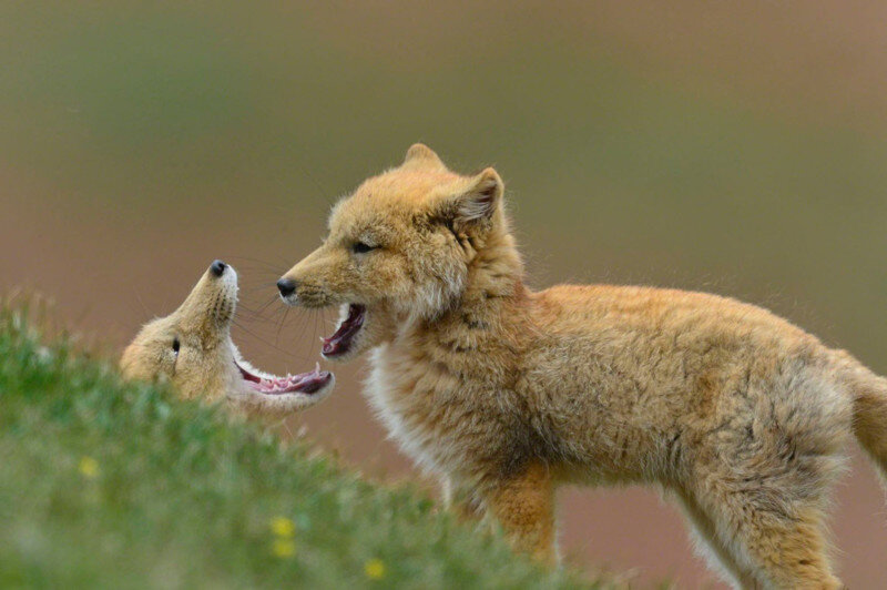 Малыши    https://fishki.net/1930612-tibetskaja-lisa.html