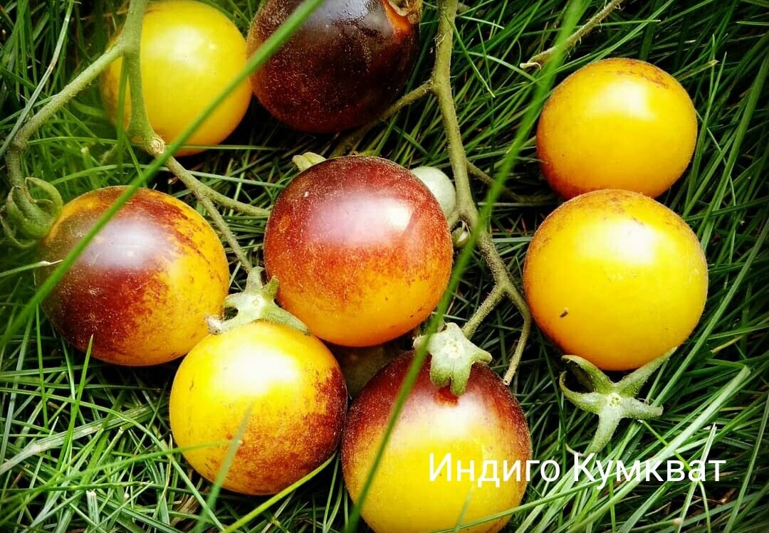 Томат Индиго Кумкват | Томатная Радуга | Дзен