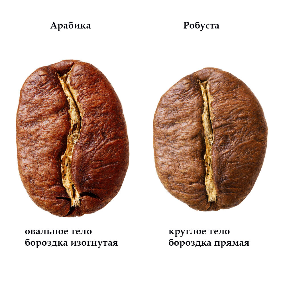 Арабика и Робуста