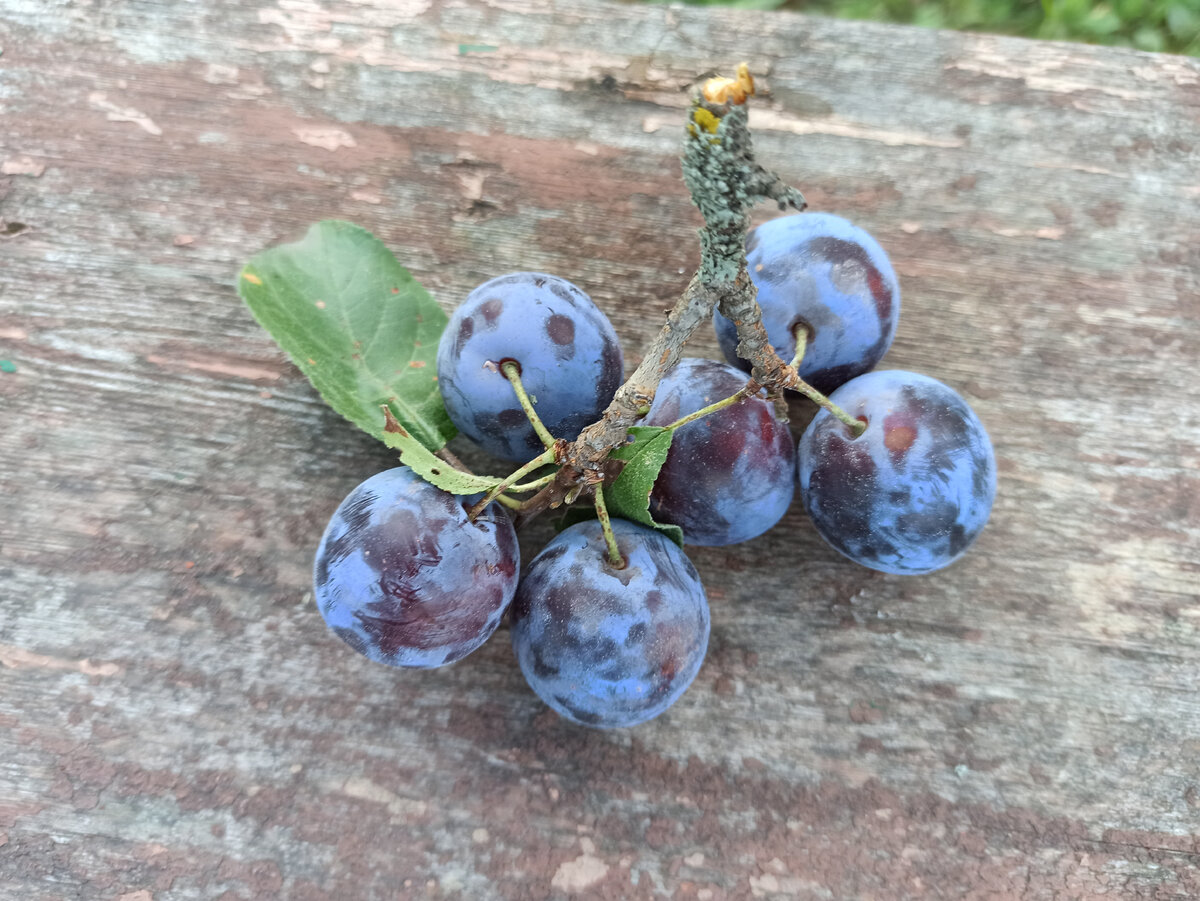 Фото автора. Слива