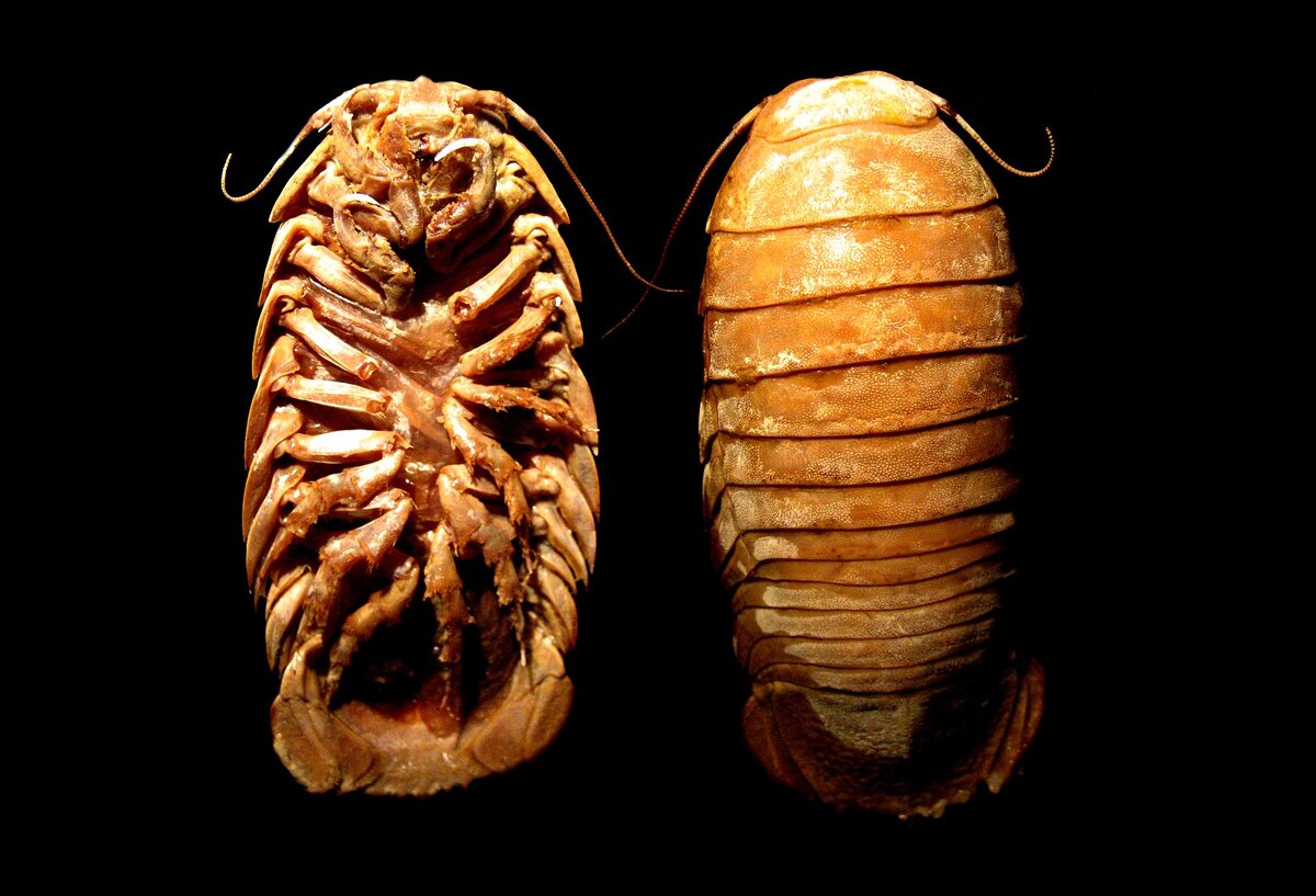 Источник http://faunazoo.ru/gigantskij-izopod