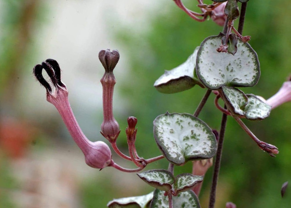 Церопегия: особенности внешнего вида