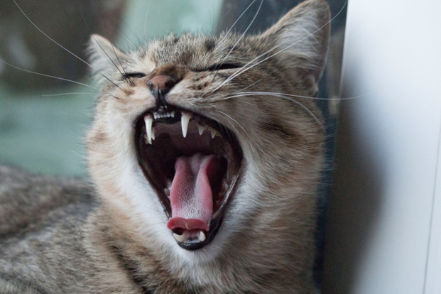 Кошка скрипит зубами. Разбираем причины | Бетховен - сеть зоомагазинов |  Дзен
