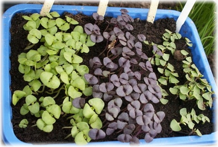Выращиваем базилик на подоконнике: как посадить семенами и черенками
