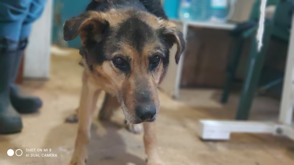 Полкан,  которого нашли   в  месте  слияния  рек Чусовая  и Лысьва.  Хозяева  старые так  и не нашлись