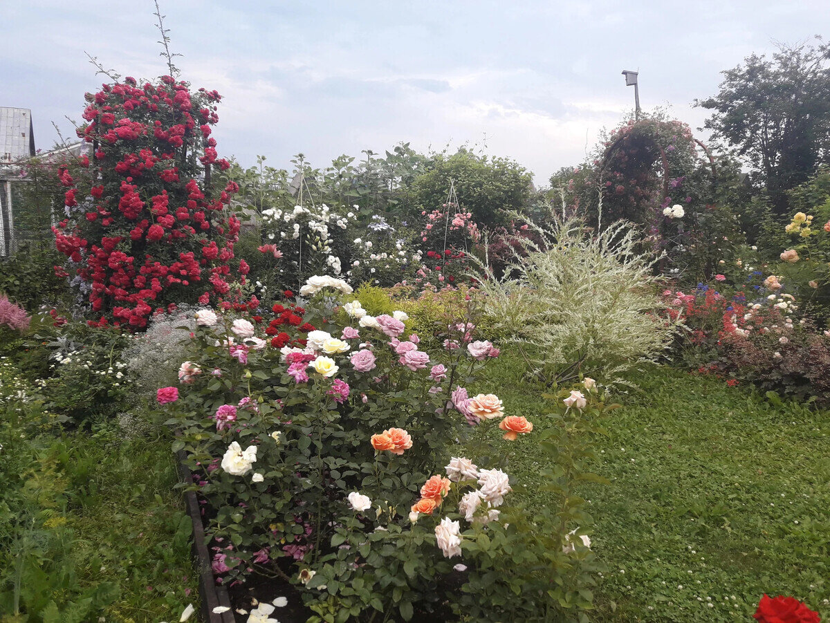 Мой сад, 25 июля 2021 г