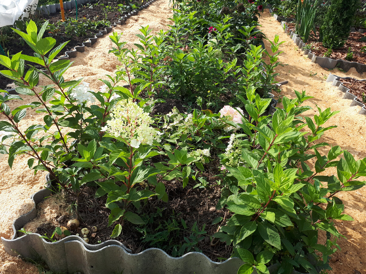 Подписывайтесь на мой канал! на фото черенки метельчатых гортензий