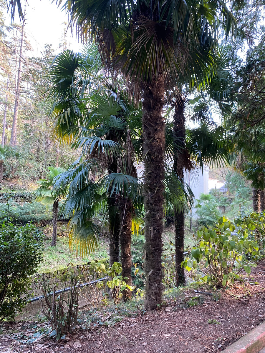 Термальные источники Ялова