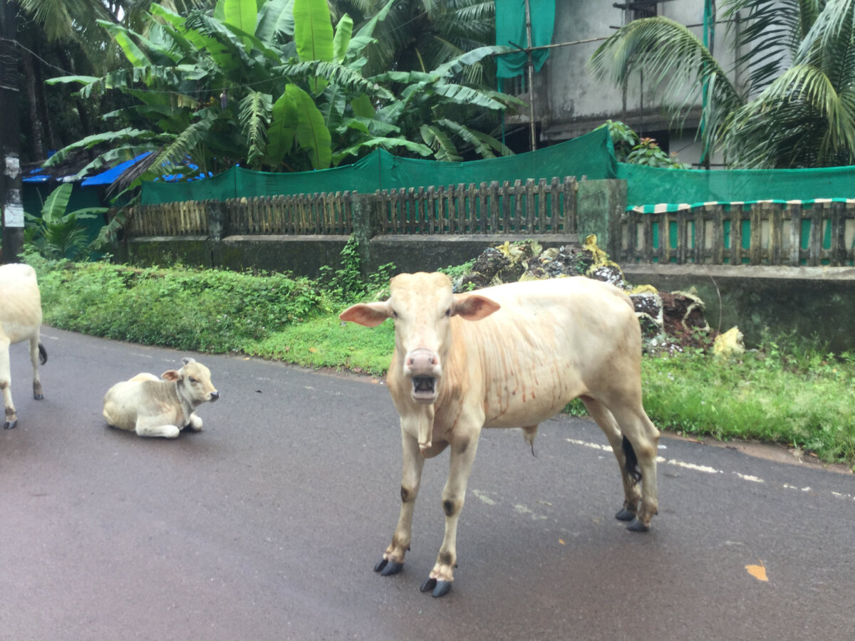 Обычная ситуация на дорогах Индии (фото автора)