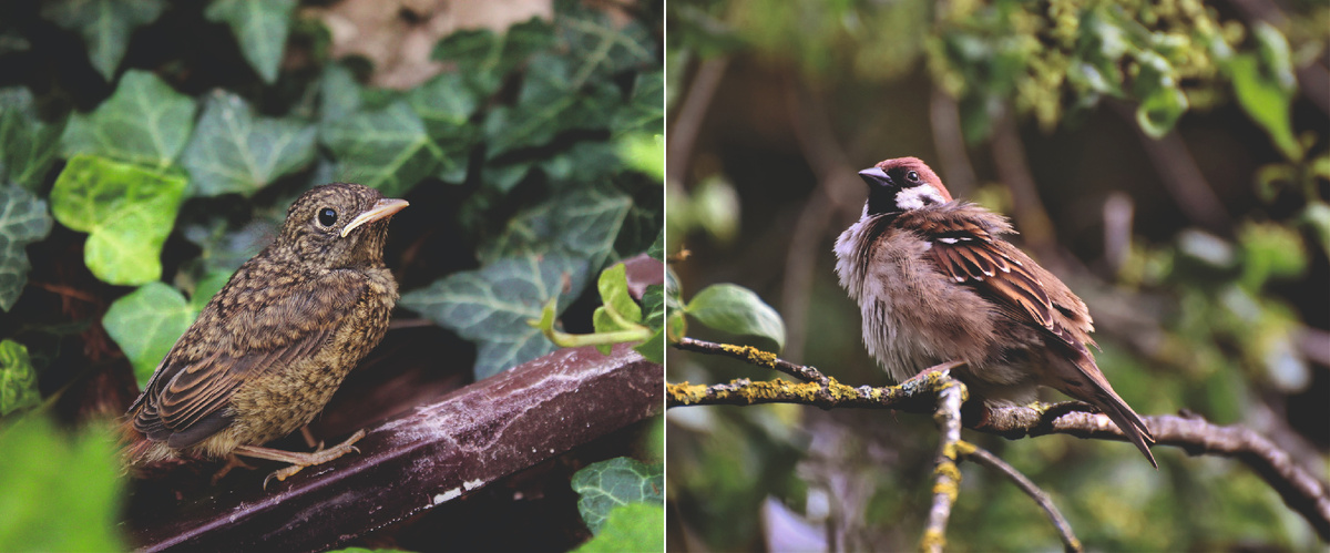 Соловей и воробей