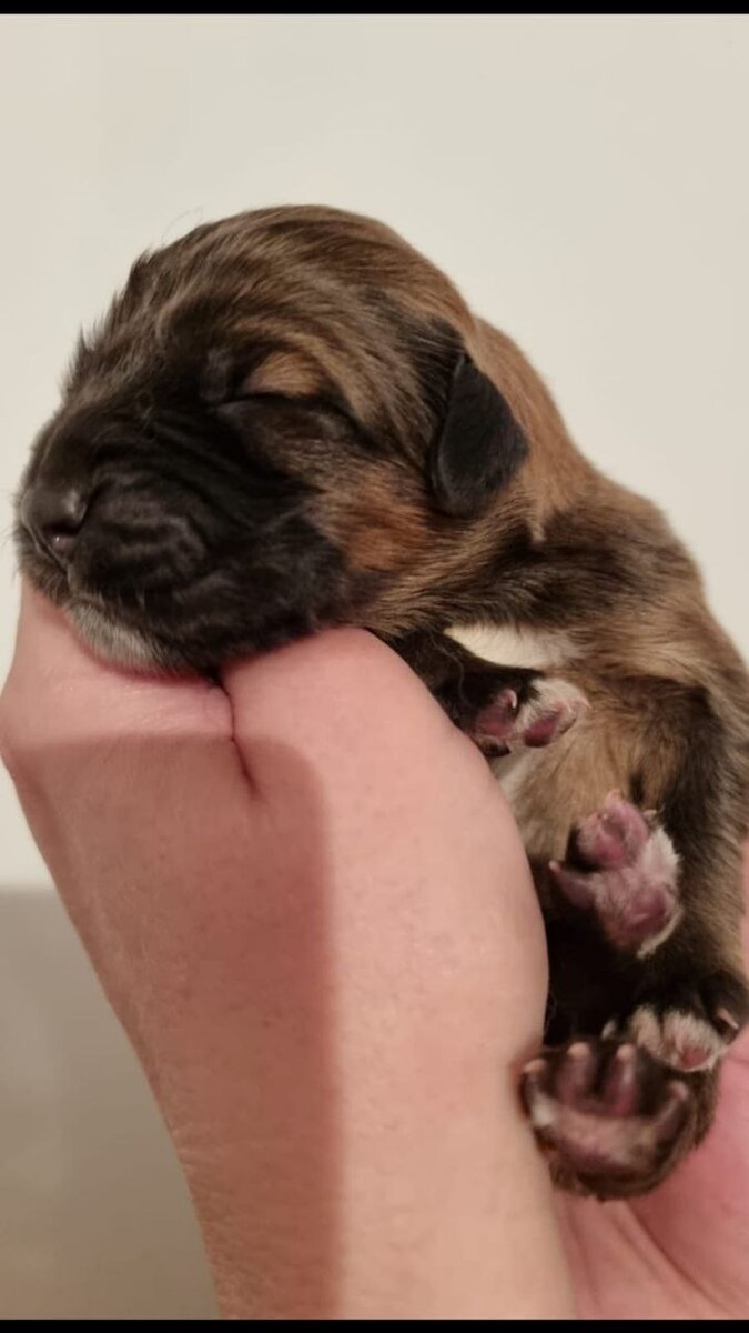 Щенок тибетского мастифа, сынок Петры. Источник: канал владельцев.