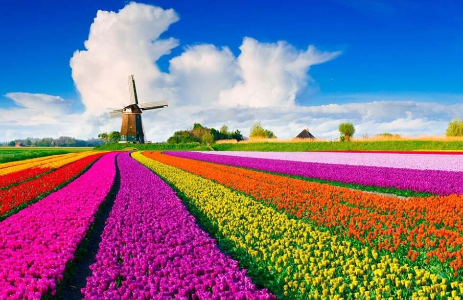 Знаменитые поля тюльпанов в Голландии