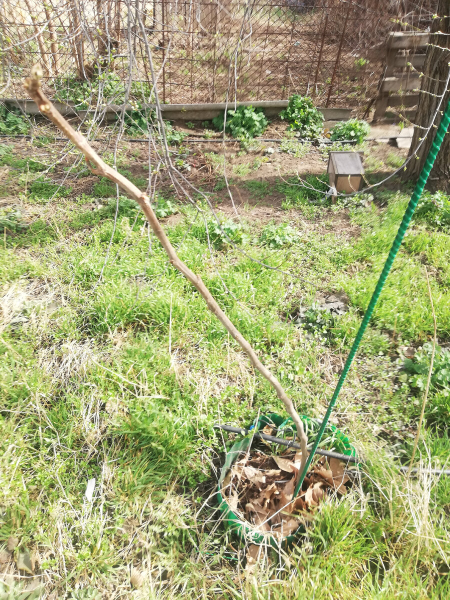 Общий вид первого инжира