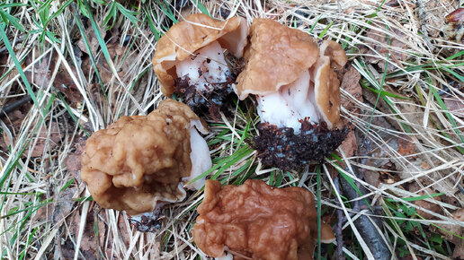 Строчок гигантский (Gyromitra gigas). Гриб на месте произрастания, при приготовлении и на вкус.