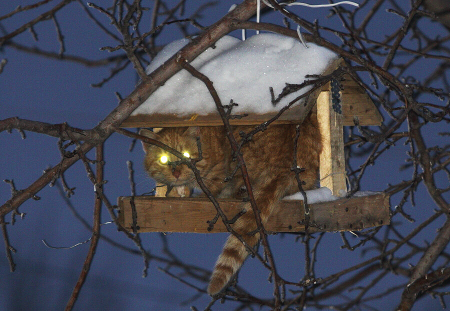 А вот кошкам воровать  сало для синиц, можно!