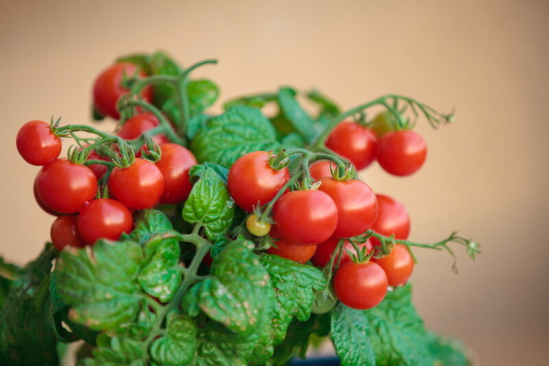 Рассада помидор в домашних условиях: как вырастить рассаду томатов на подоконнике | Цветок в доме