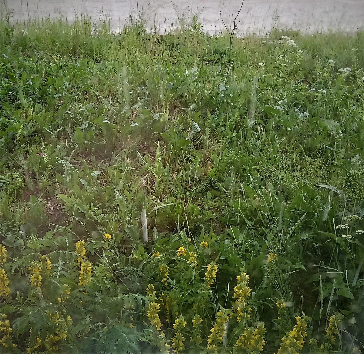 На пустыре. Фото автора канала.