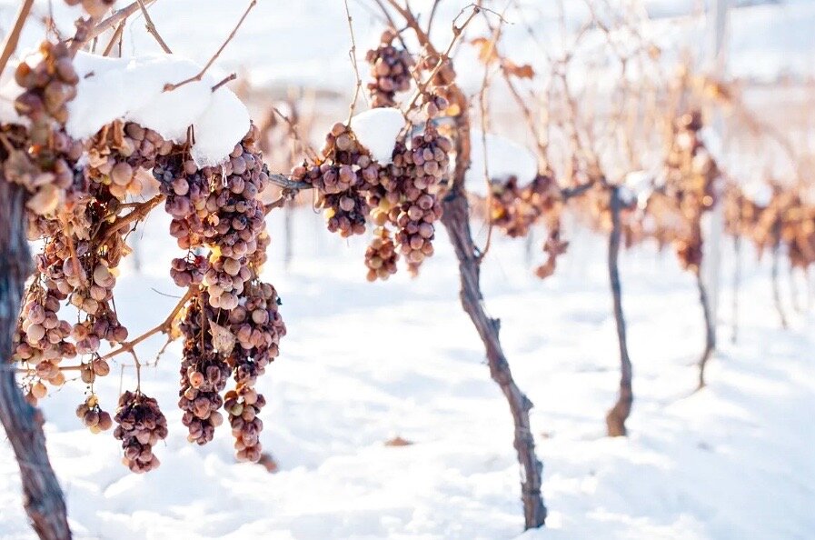 Виноградник с замороженными гроздьями винограда.