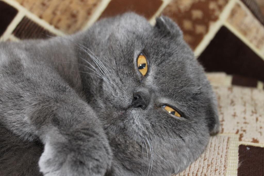 Тихон: «Ловить мышей? Ещё чего. НЕ царское это дело.»