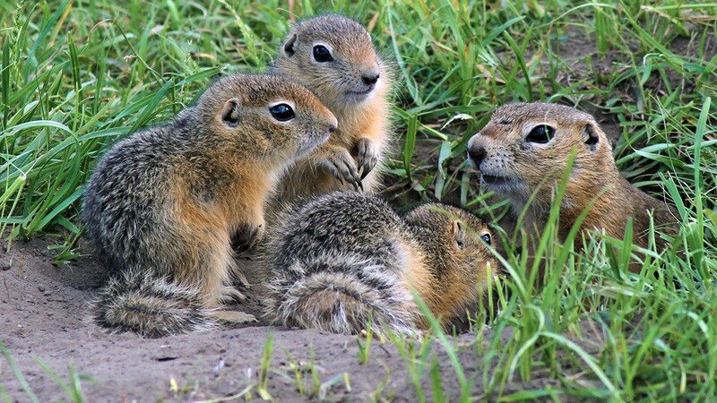 Дикие животные тамбовской области фото с названиями Крапчатый Суслик Spermophilus Suslicus Красная книга России Дзен