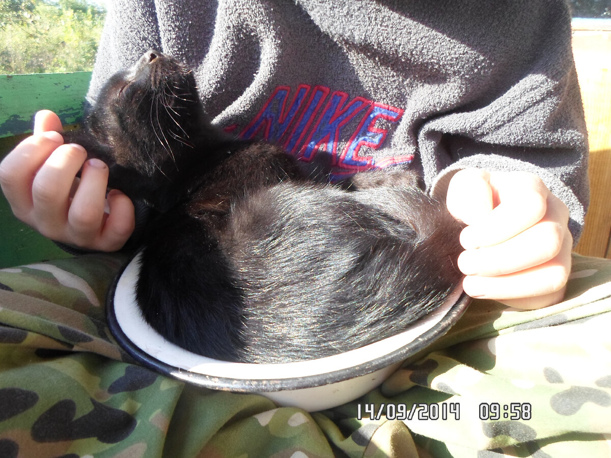 Готовлю на обед кота.