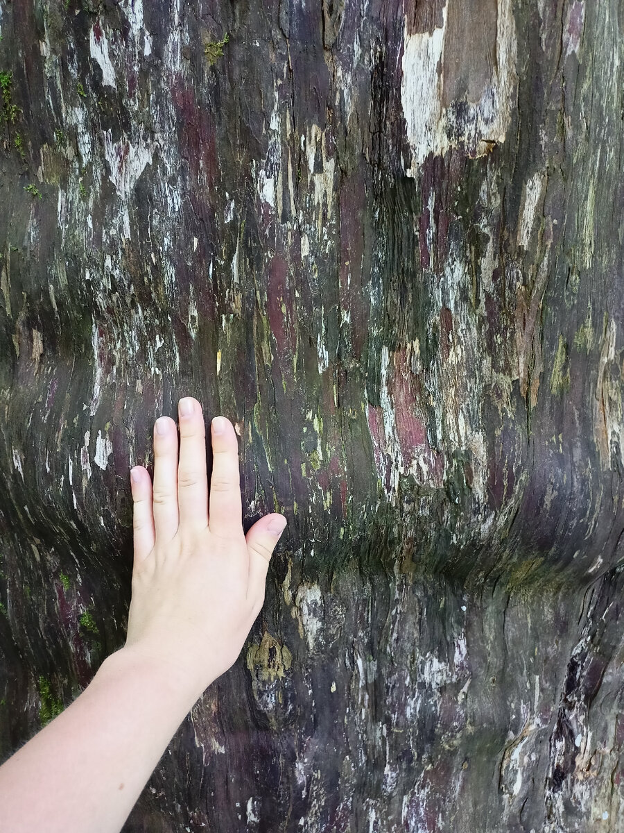 Ствол тиса ягодного. Сочи. Фото автора.