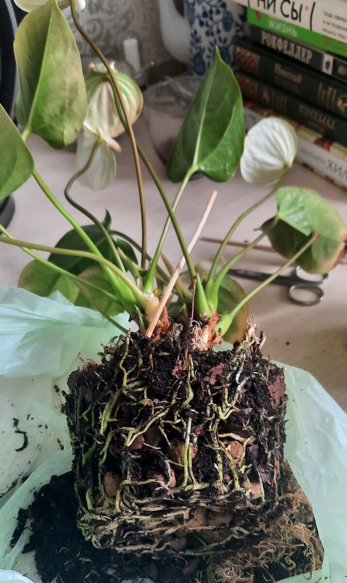 Достала из горшка антуриум. Корней нарастил вон сколько. Конечно листья будут желтеть.