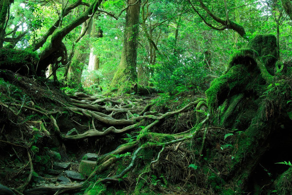 Фото с сайта: https://vsegda-pomnim.com/les/8965-les-aokigahara-104-foto.html