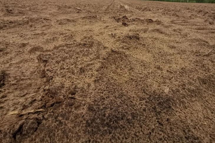    Глобальная химическая компания запускает выращивание технической конопли в Бельгии для фиторемедиации земель