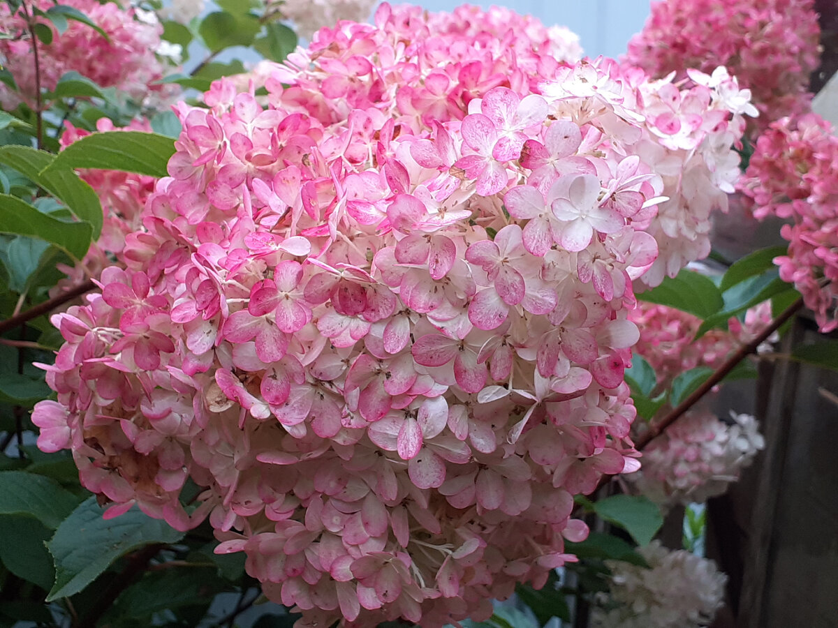 Моя любимица Vanille Fraise