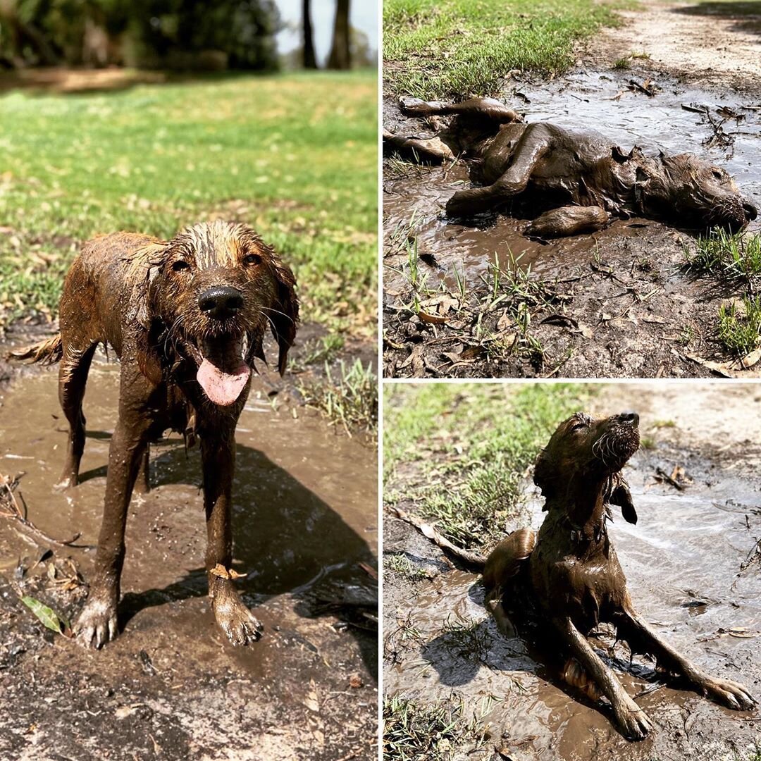 Автоматический выдвижной поводок для собак