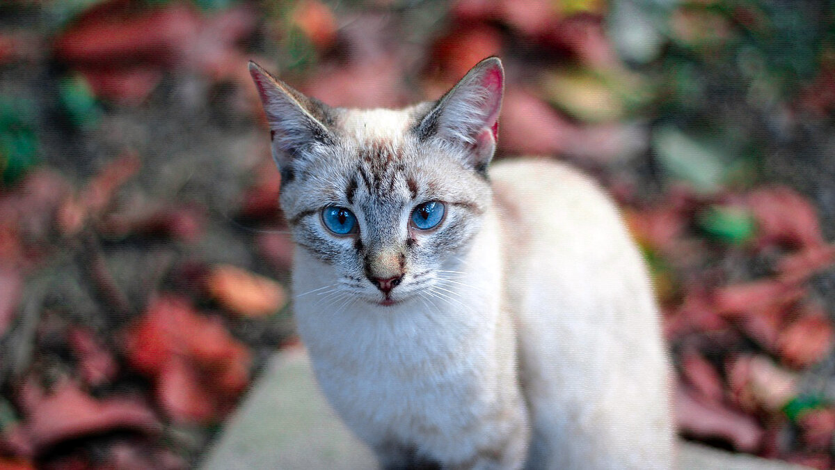 источник фото: world-of-cats.ru