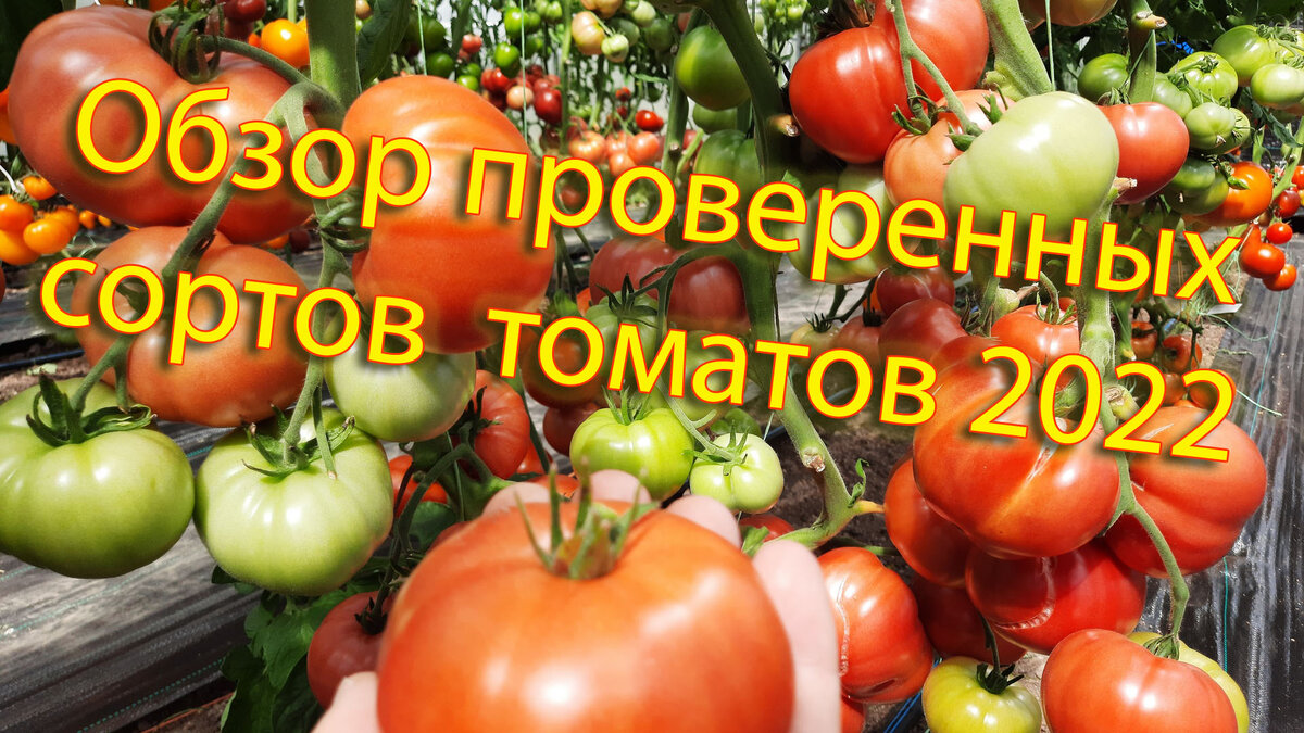 Обзор проверенных сортов — 2022. Томаты, которые удовлетворят вкусы любого  огородника | Огород - сад Медведевых | Дзен