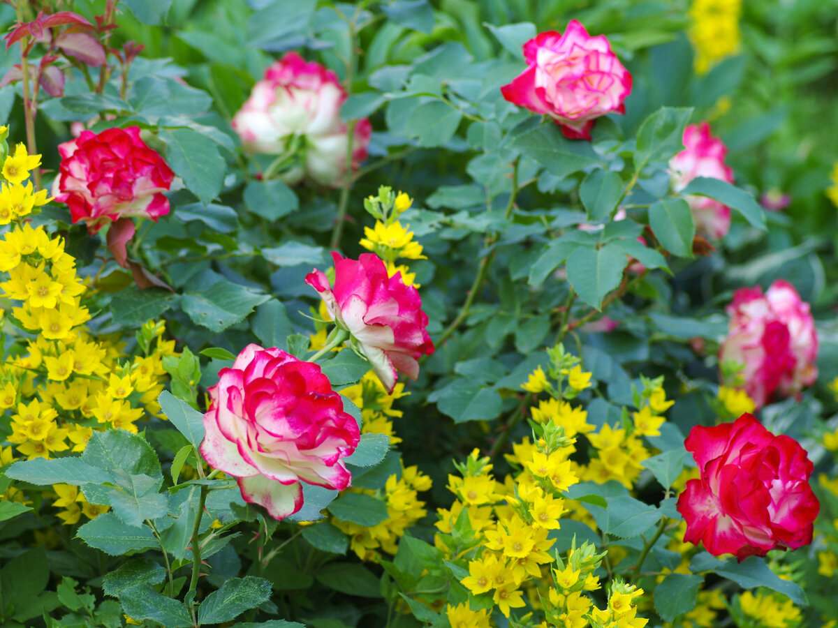 Фото: shutterstock.com