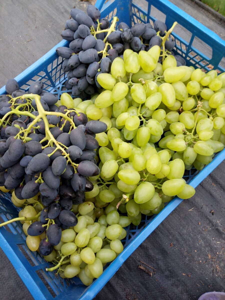 Рада и Бажена - эффектная парочка