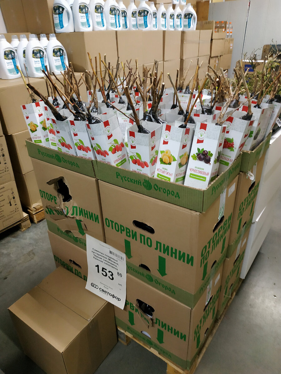 20 сентября 2022 года Новинки в Светофоре сентябрь 2022. Магазин Светофор каталог товаров и цены сентябрь 2022. Акции в Светофоре сегодня. Акция Светофор 20.09.2022. 