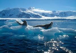 Южный океан в жизни