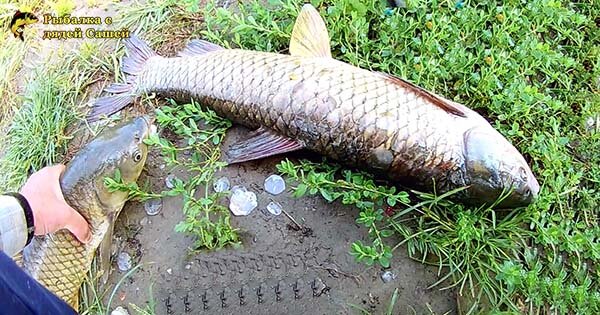 Ловим белого амура на корочку хлеба