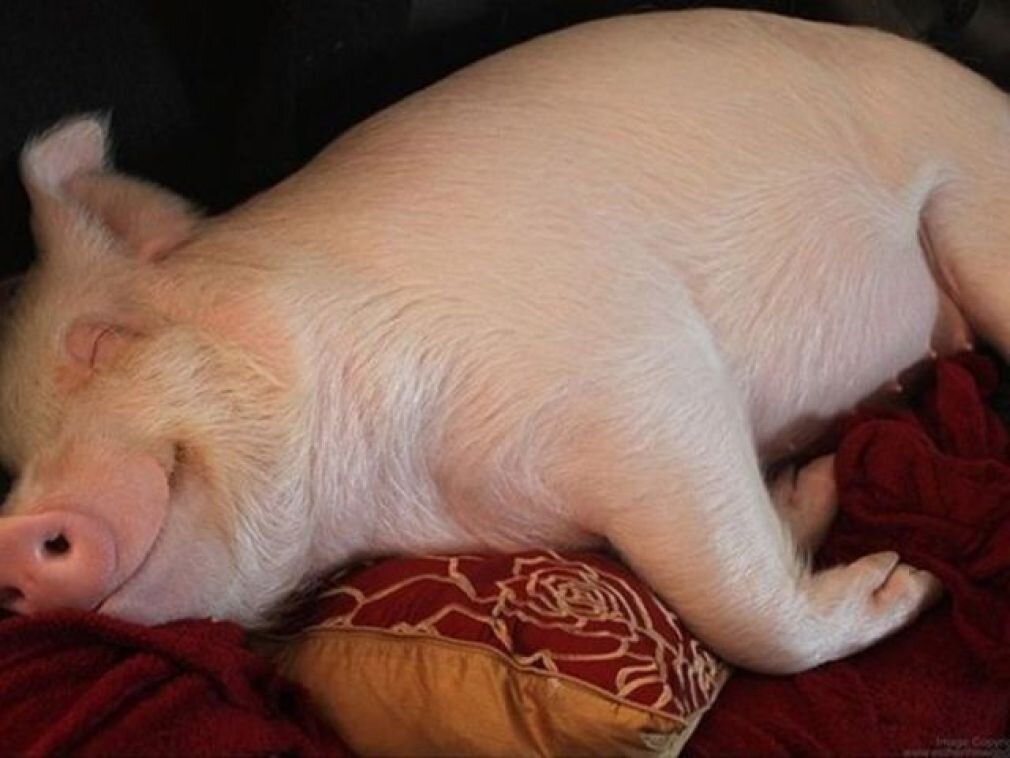 Яндекс.Картинки