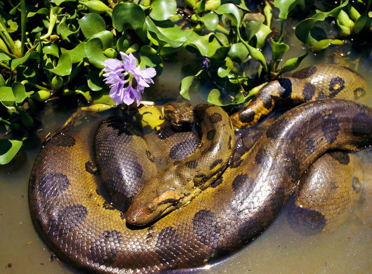 Лежит себе рядом с цветочком, никого не трогает... Фото с ресурсов Google.