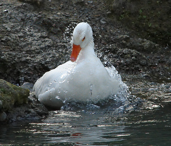 Как с гуся вода! Фото из общедоступной сети Интернет